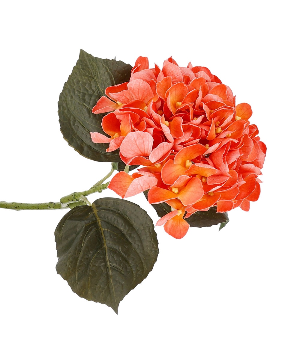 Hortensia decorativa Haus