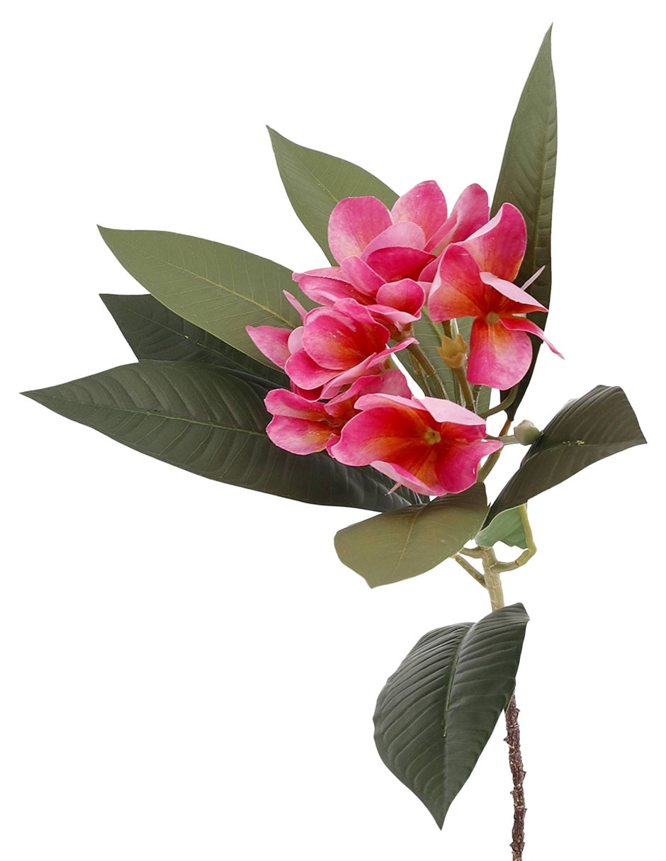Frangipani decorativa 2