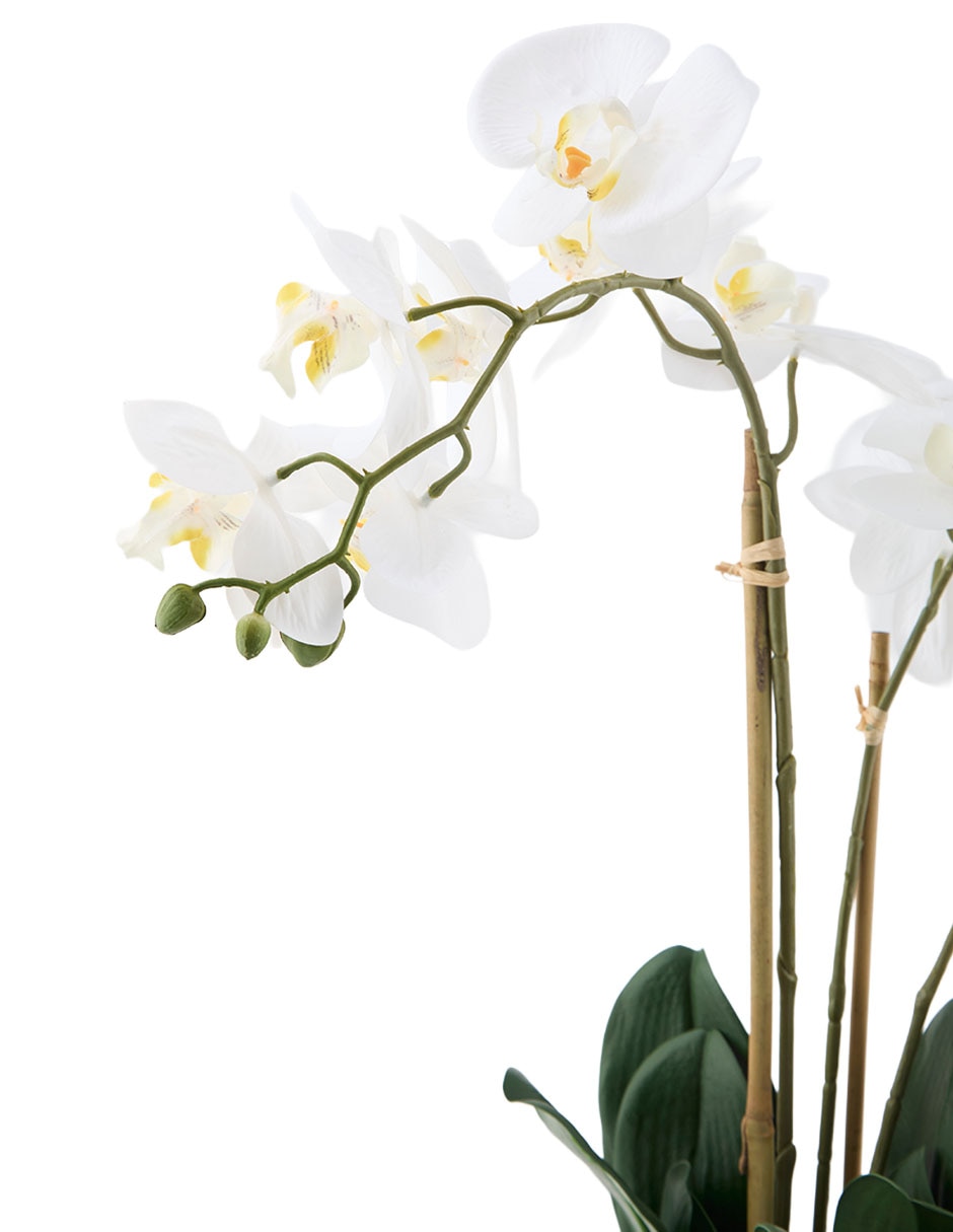 Preelaborado de orquídea Haus