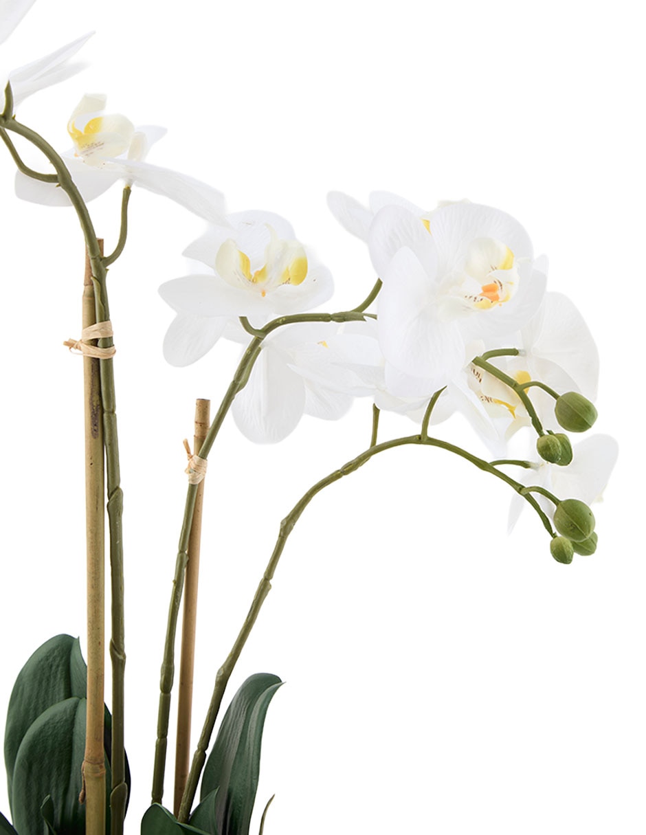 Preelaborado de orquídea Haus