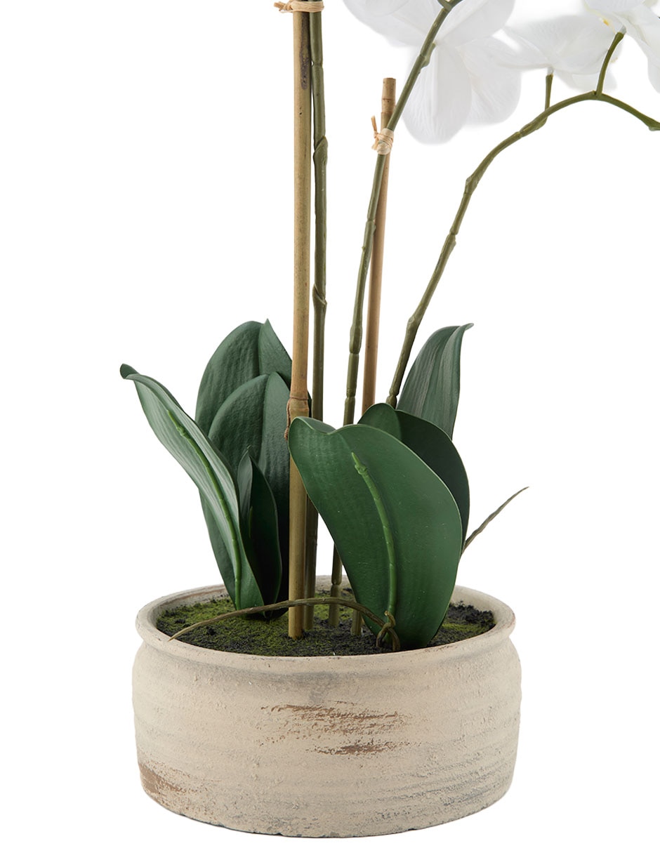 Preelaborado de orquídea