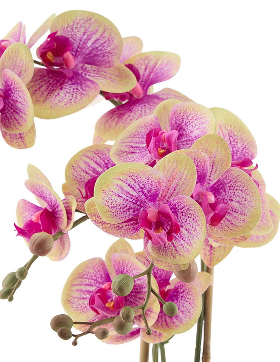 Preelaborado de orquídea haus