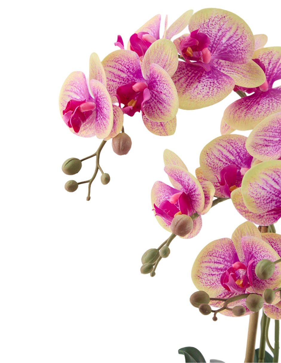 Preelaborado de orquídea haus