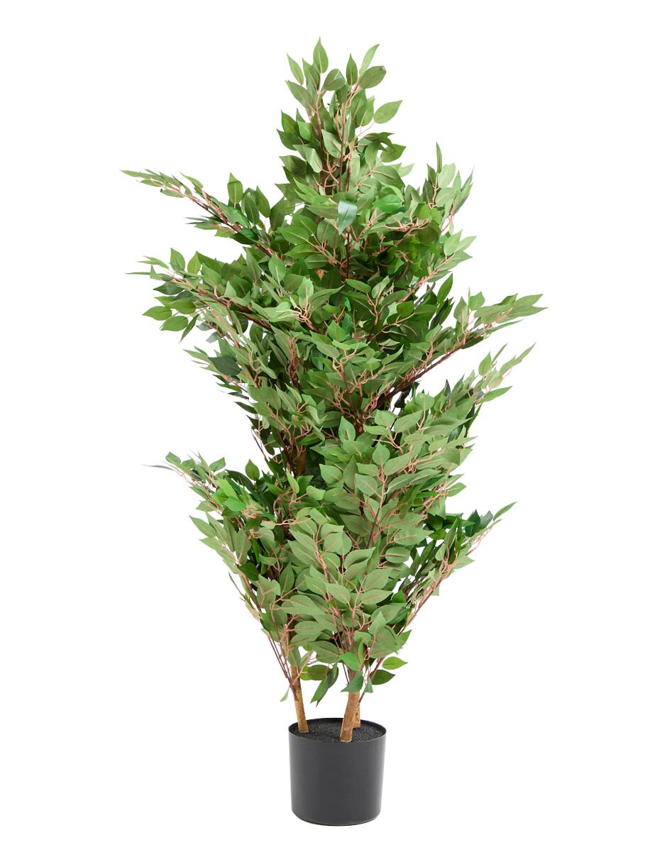 Ficus 102 cm con maceta 2