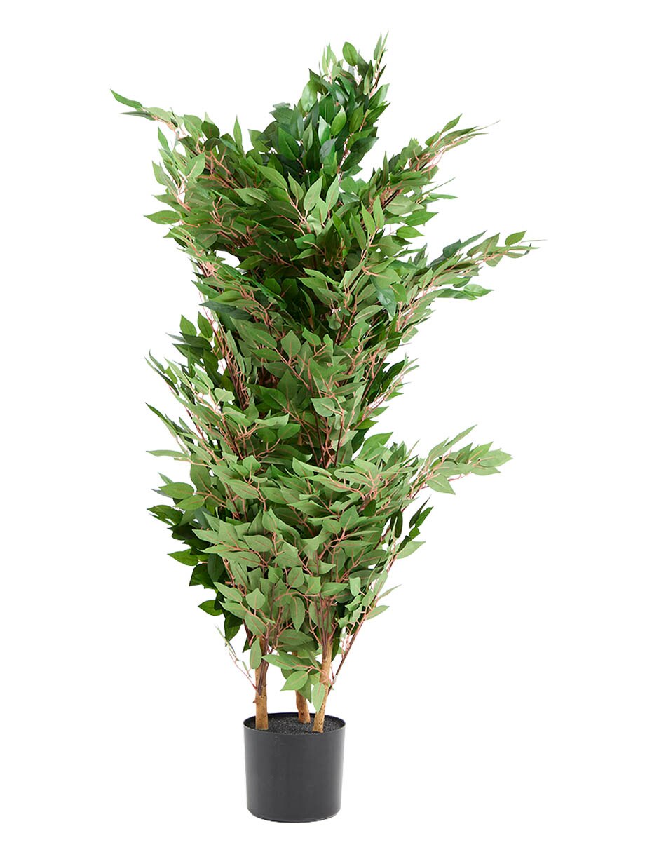 Ficus 102 cm con maceta 3
