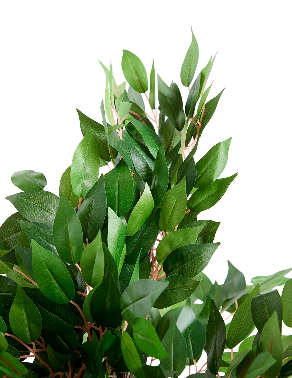 Ficus 102 cm con maceta 4