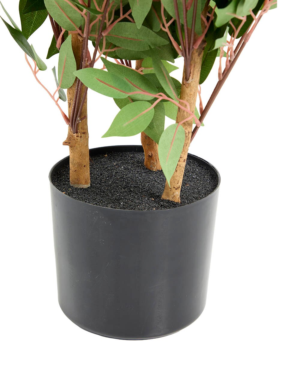 Ficus 102 cm con maceta Ficus 102 cm con maceta