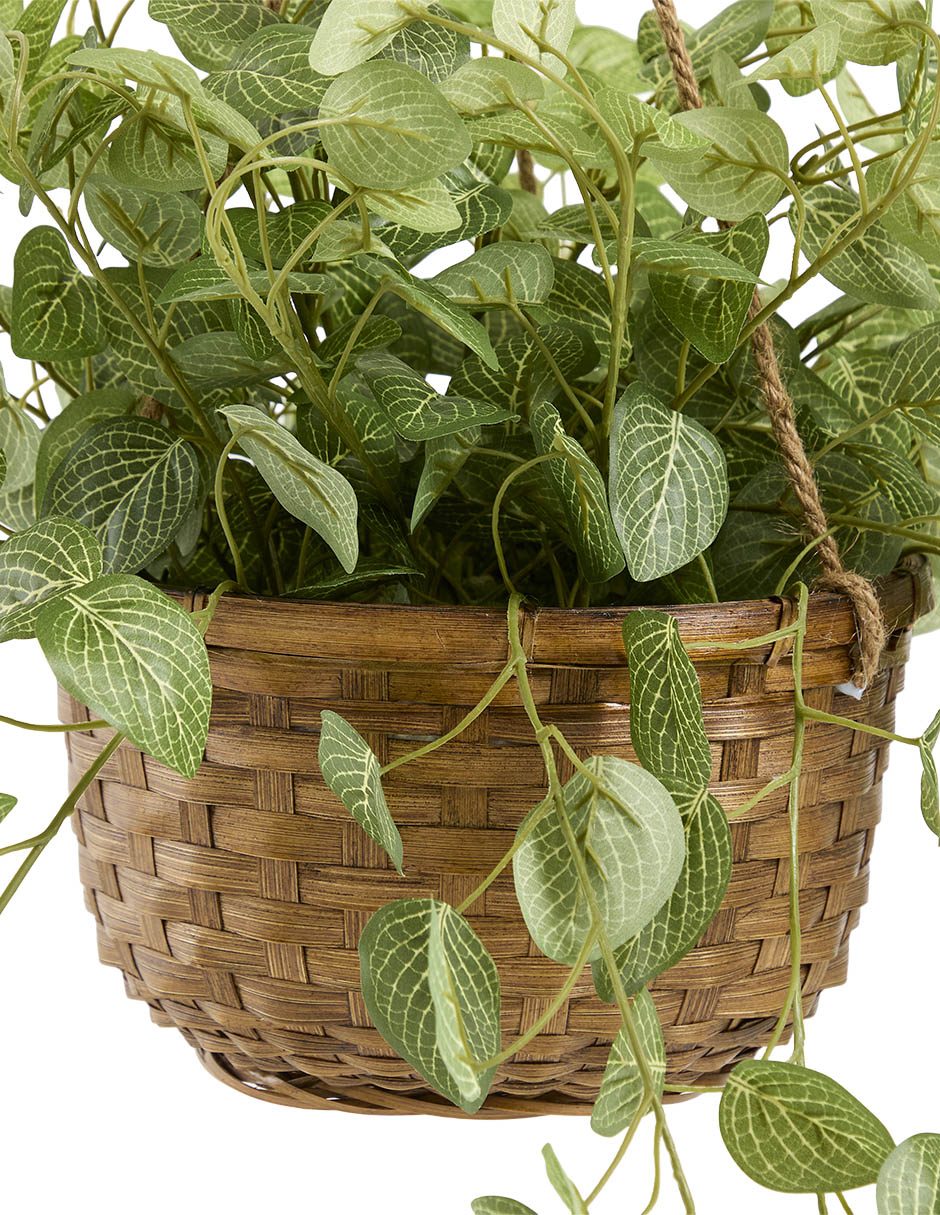 Planta colgante fittonia artificial Planta colgante fittonia artificial