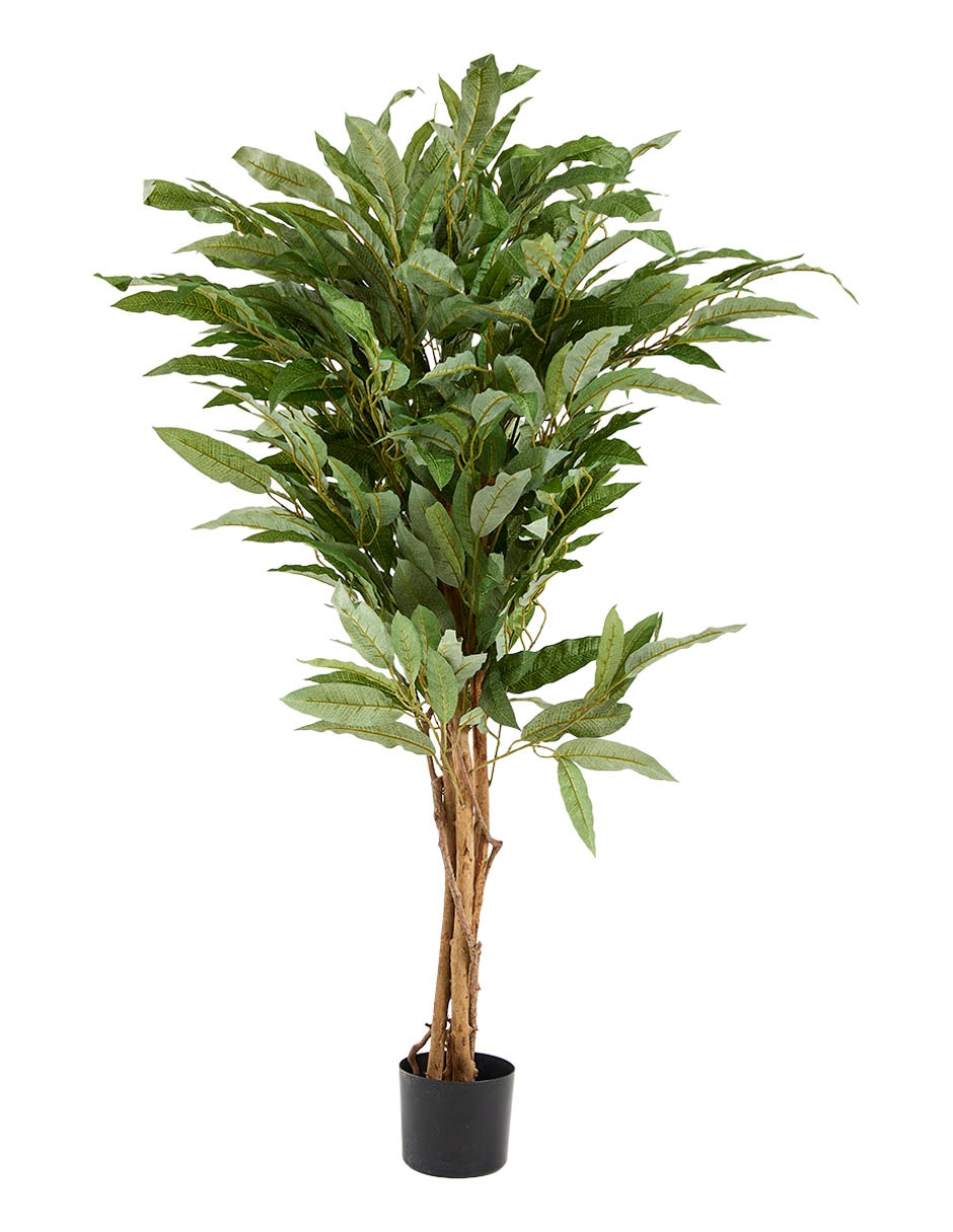 Fittonia Haus 45 cm con maceta