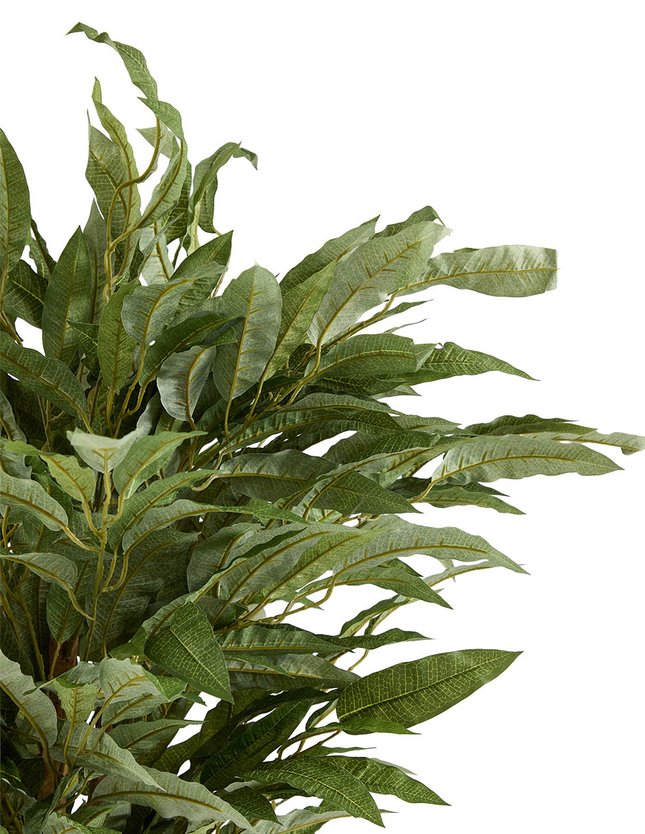 Fittonia Haus 45 cm con maceta