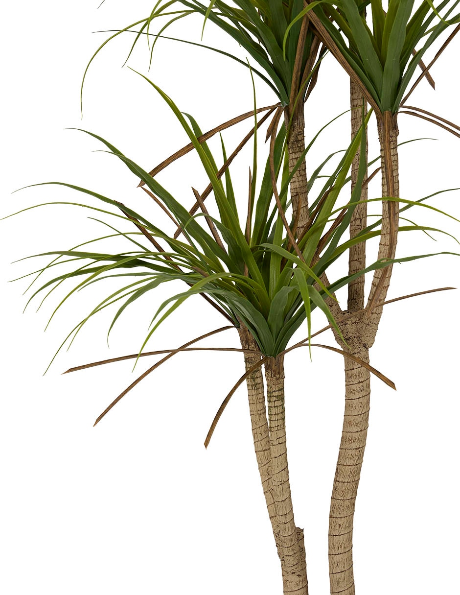ÁRBOL DRACENA, 1.5 M, VERDE CLARO 2