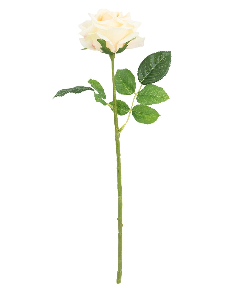 Flor de rosa