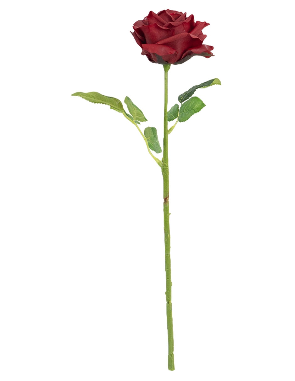 Flor de rosa 1