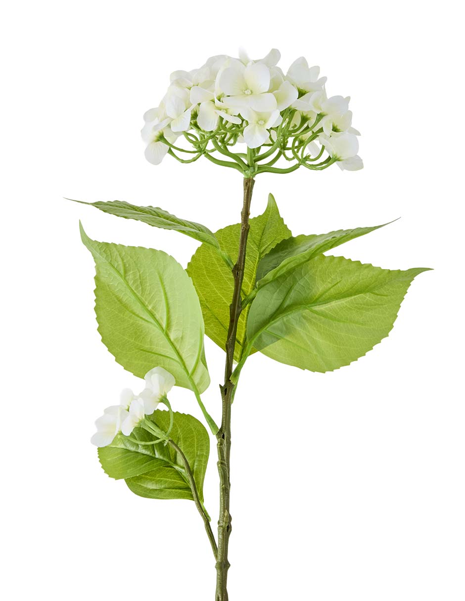 Flor de hortensia 2