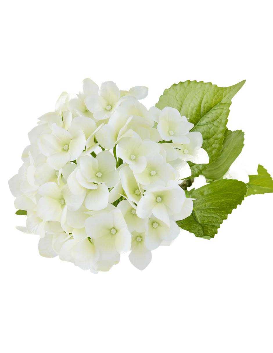 Flor de hortensia 3