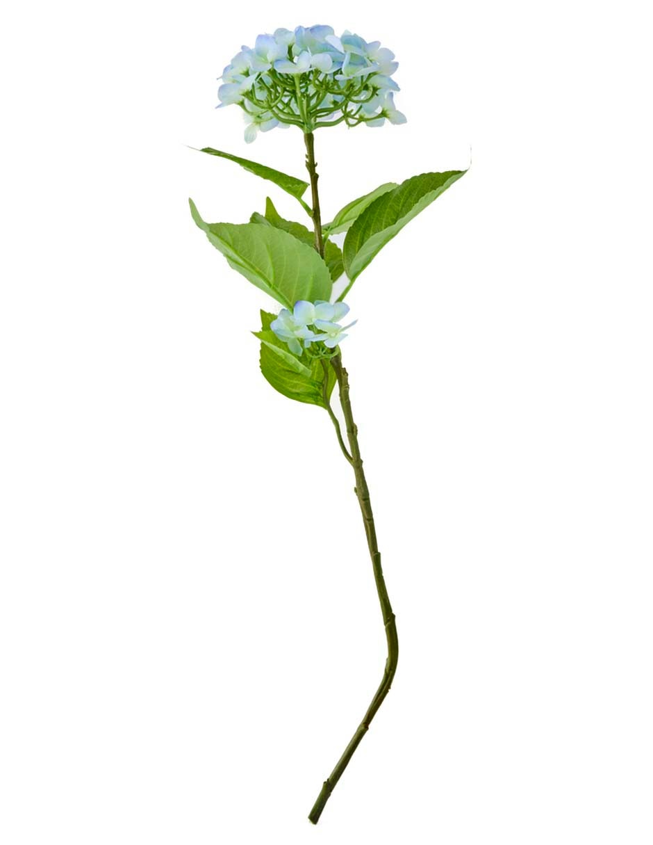 Flor de hortensia Flor de hortensia