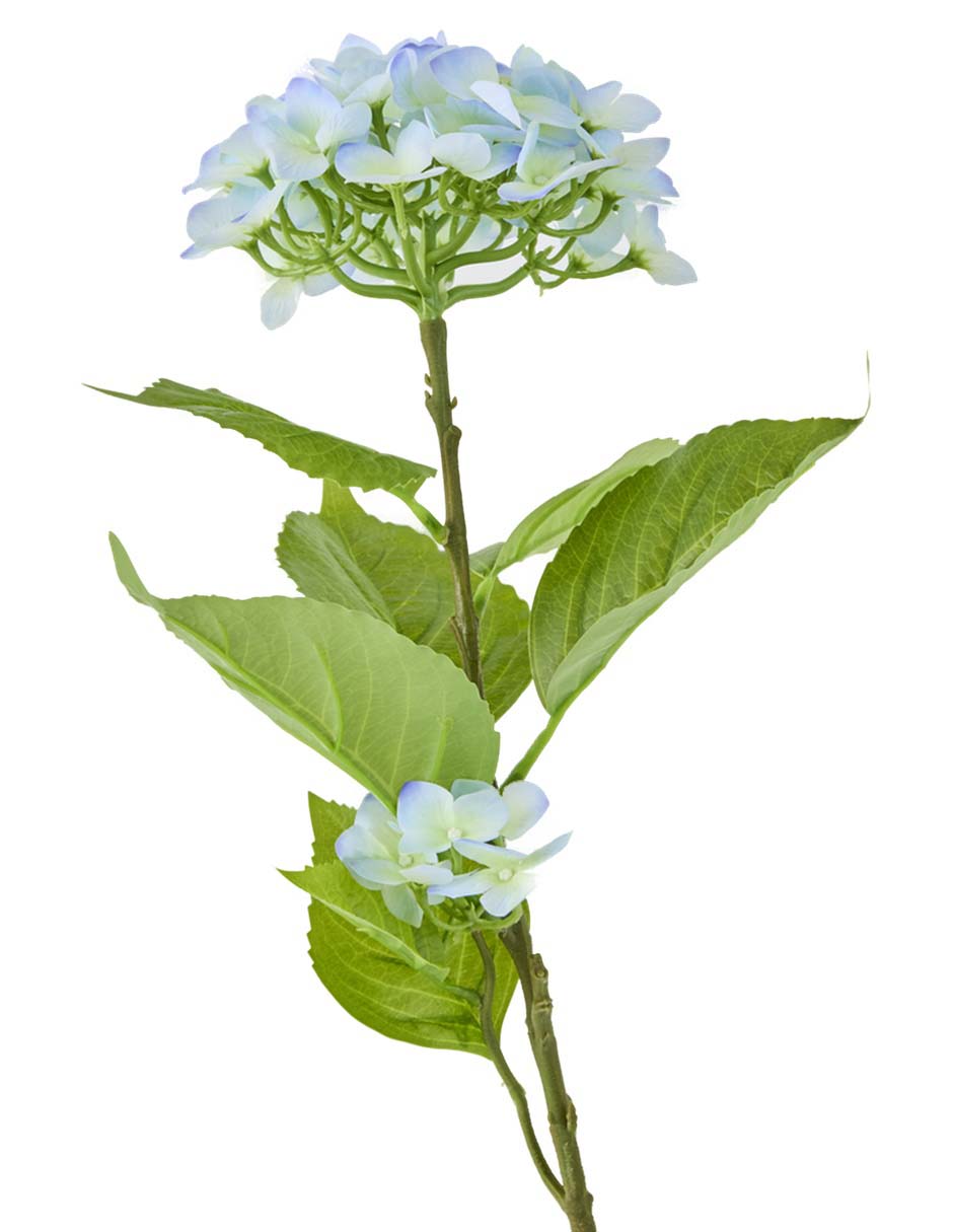 Flor de hortensia 2