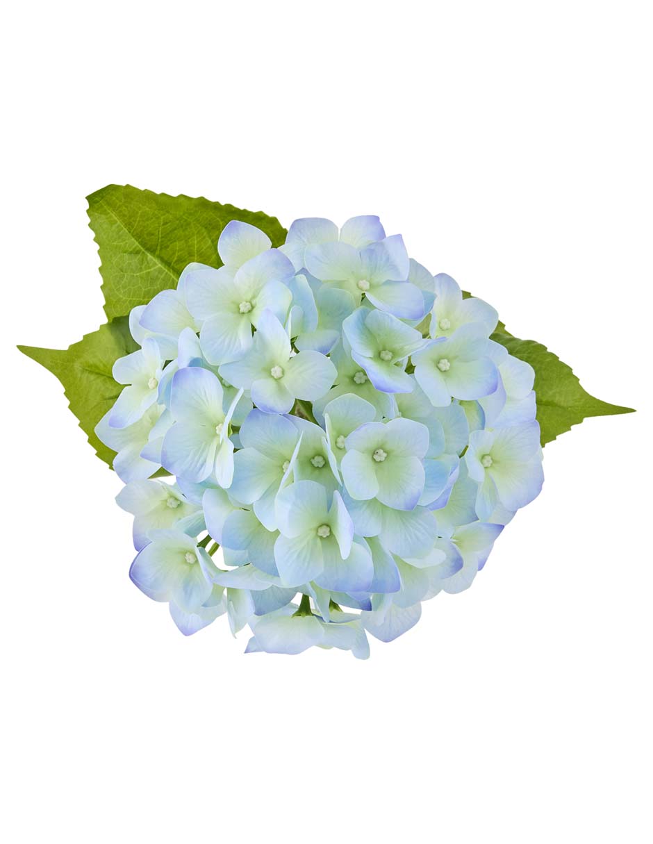 Flor de hortensia 3