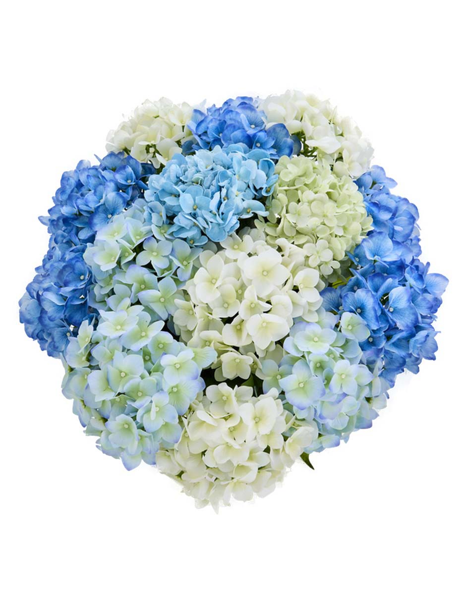 Flor de hortensia 4