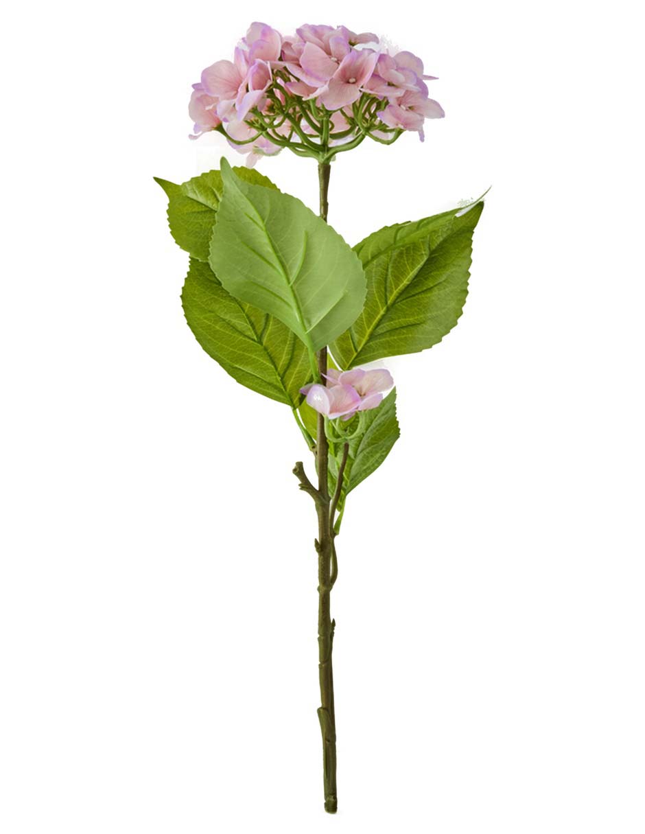 Hortensia
