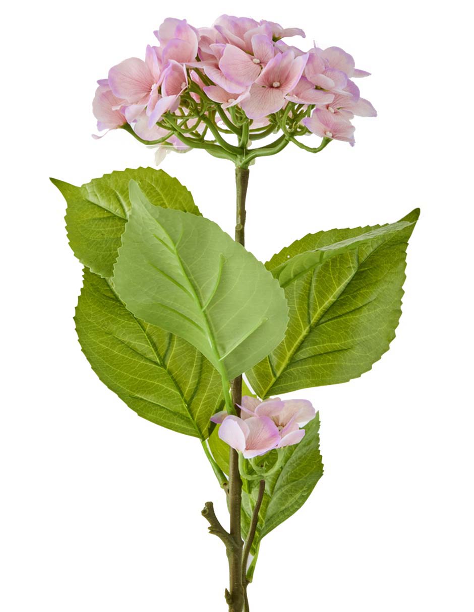 Hortensia