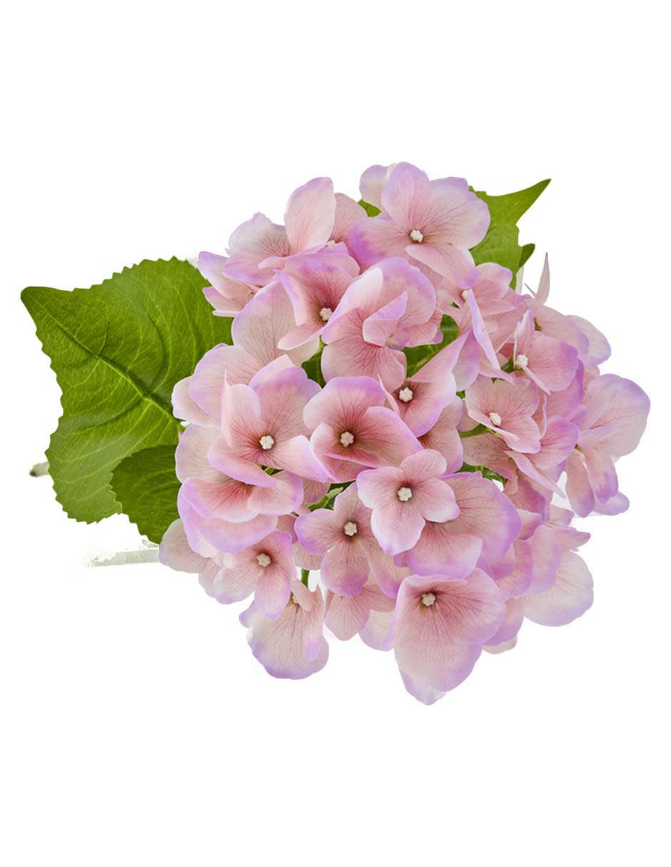 Hortensia
