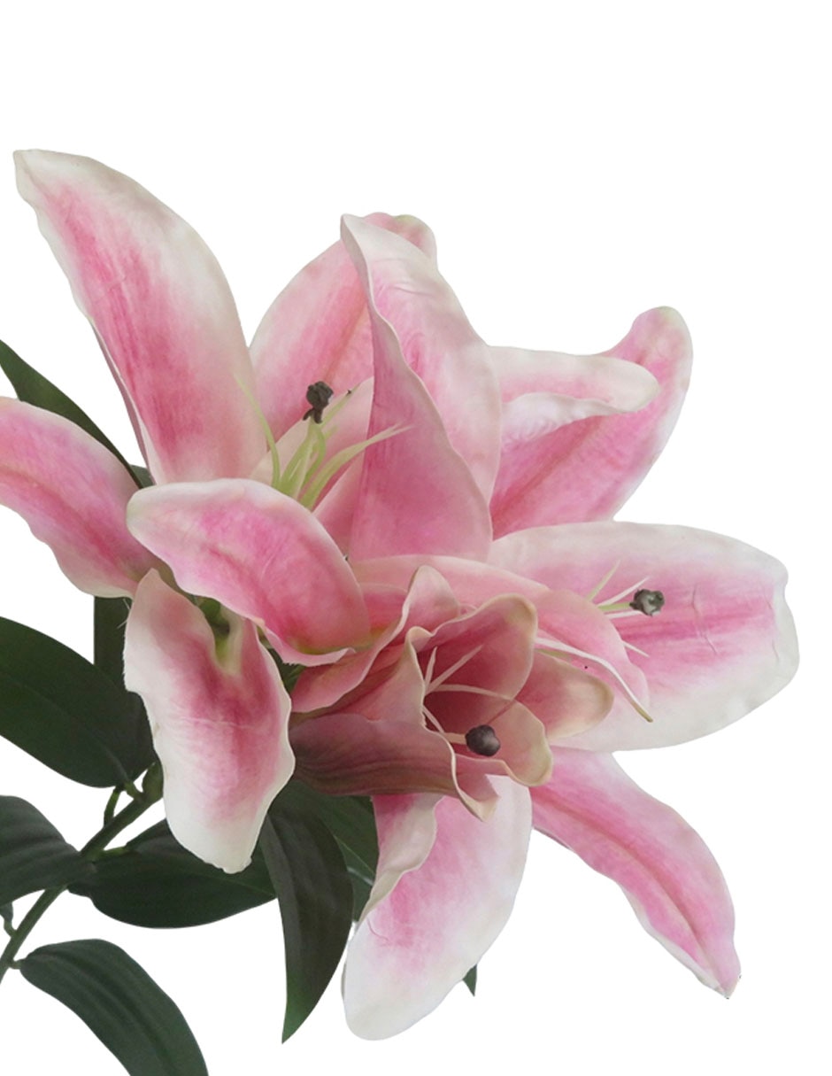 Flor de lily 2