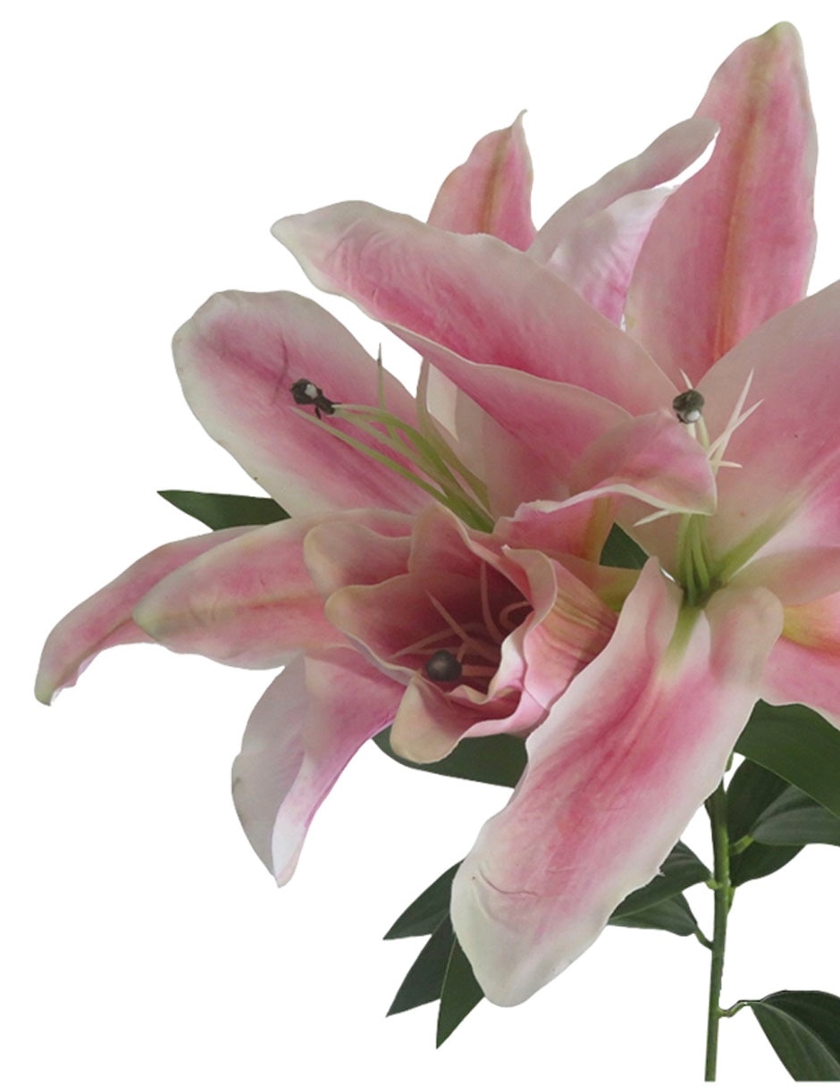 Flor de lily 3