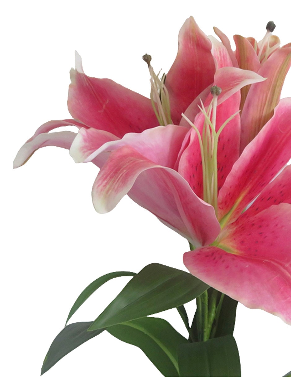 Flor de lily 2