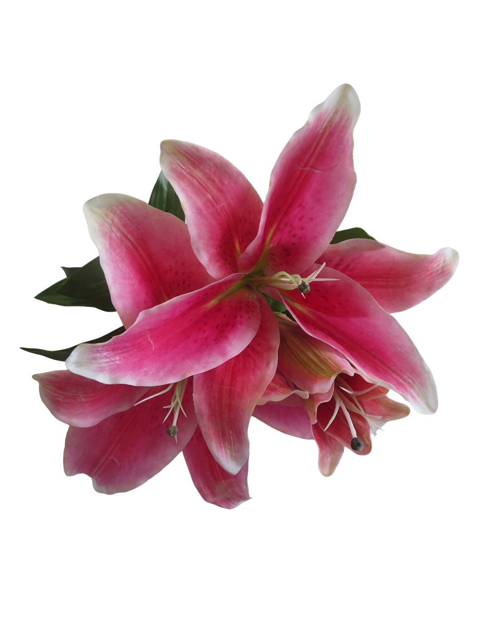 Flor de lily 3