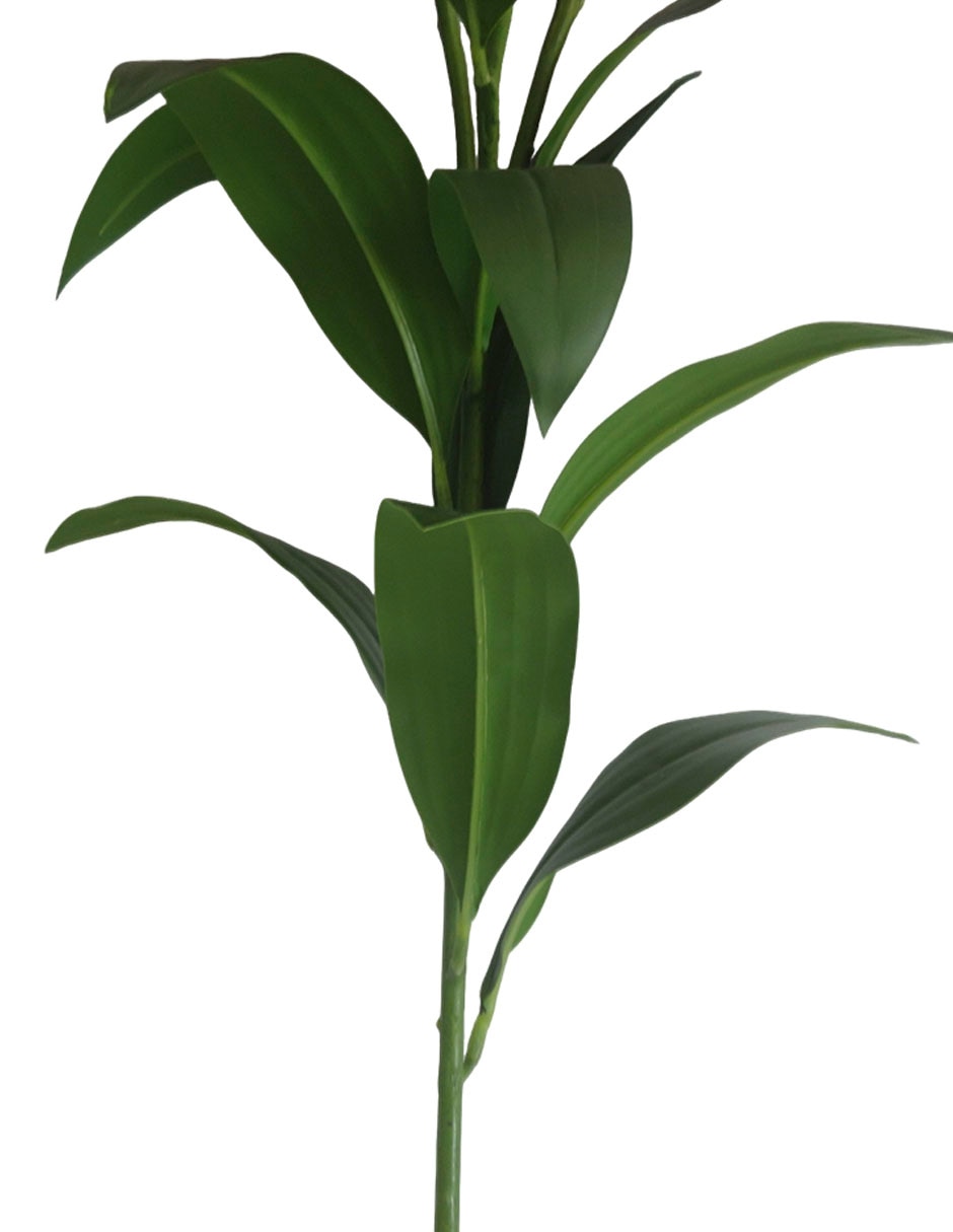 Flor de lily 4