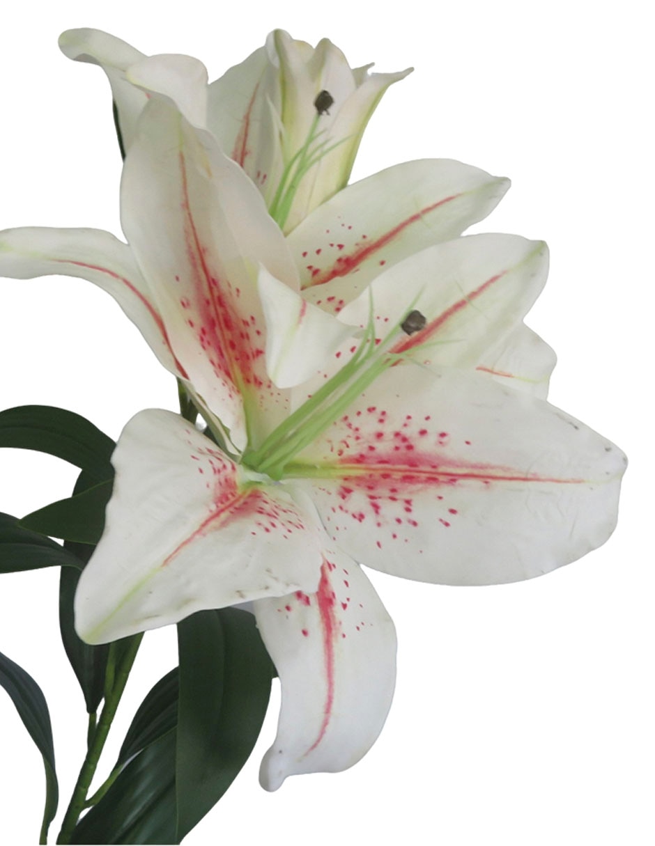 Flor de lily 3