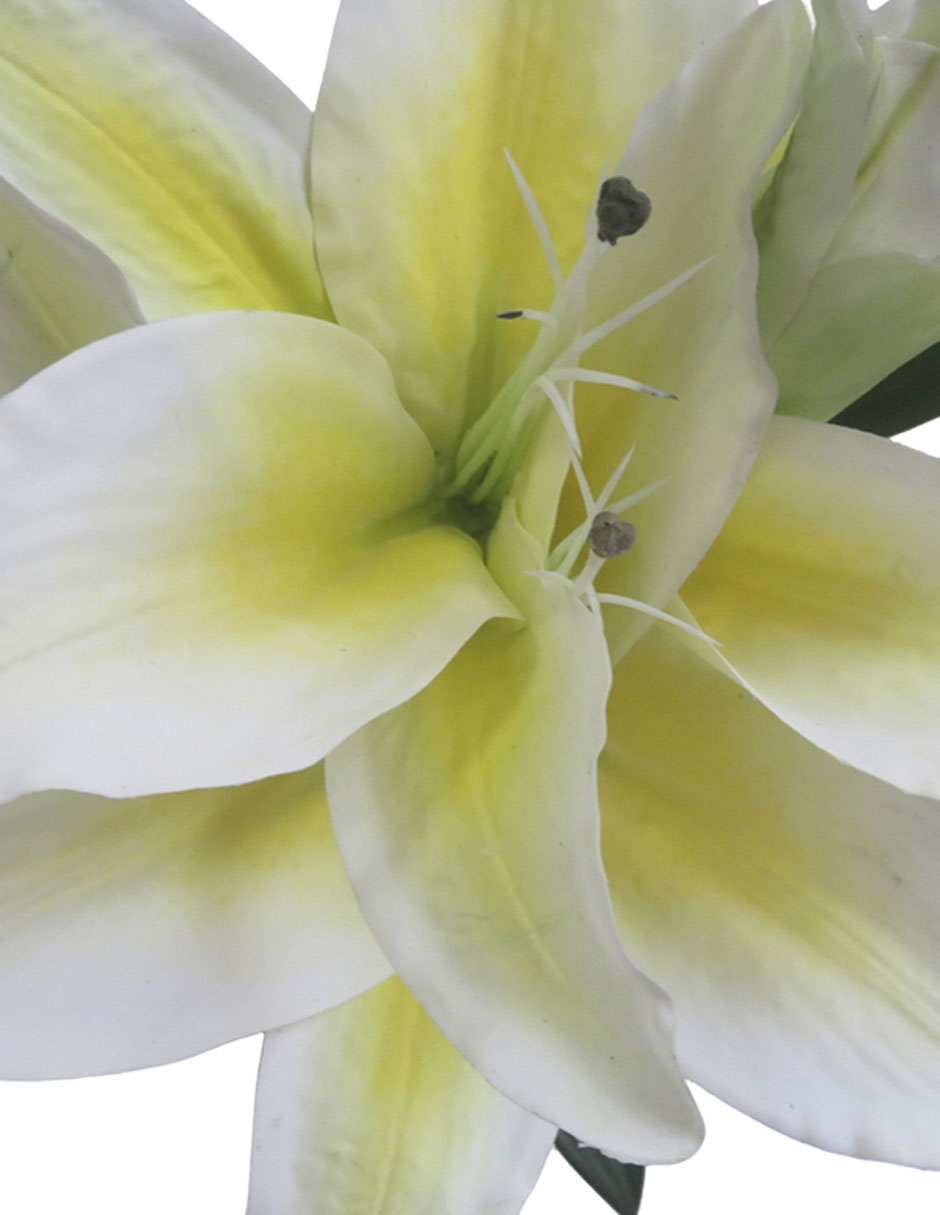 Flor de lily 3
