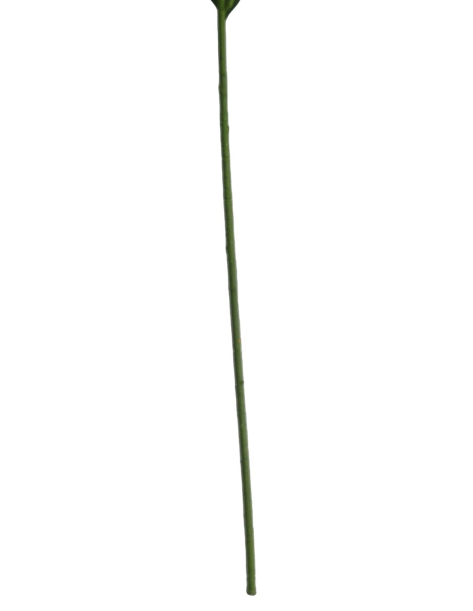Flor de lily 5