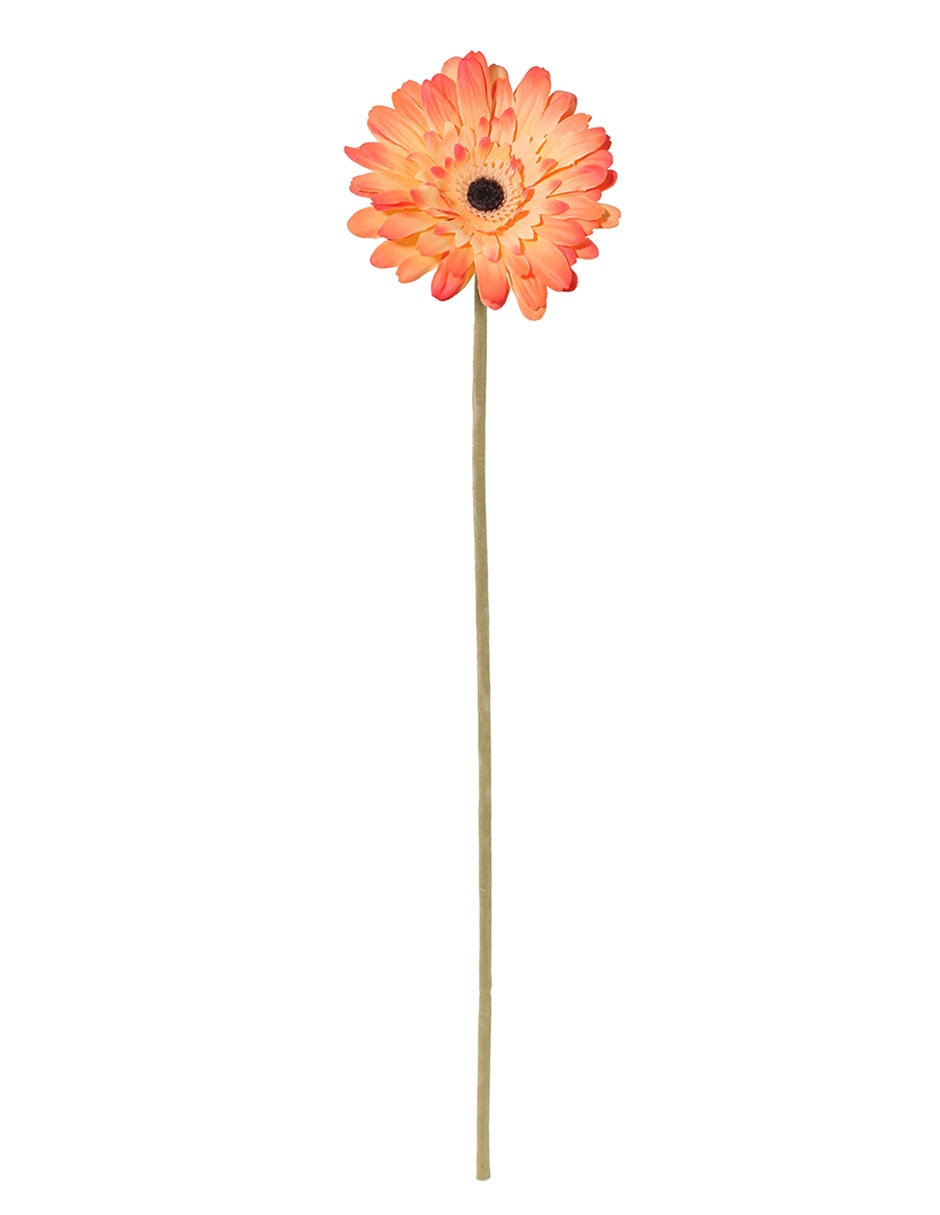 Flor de gerbera