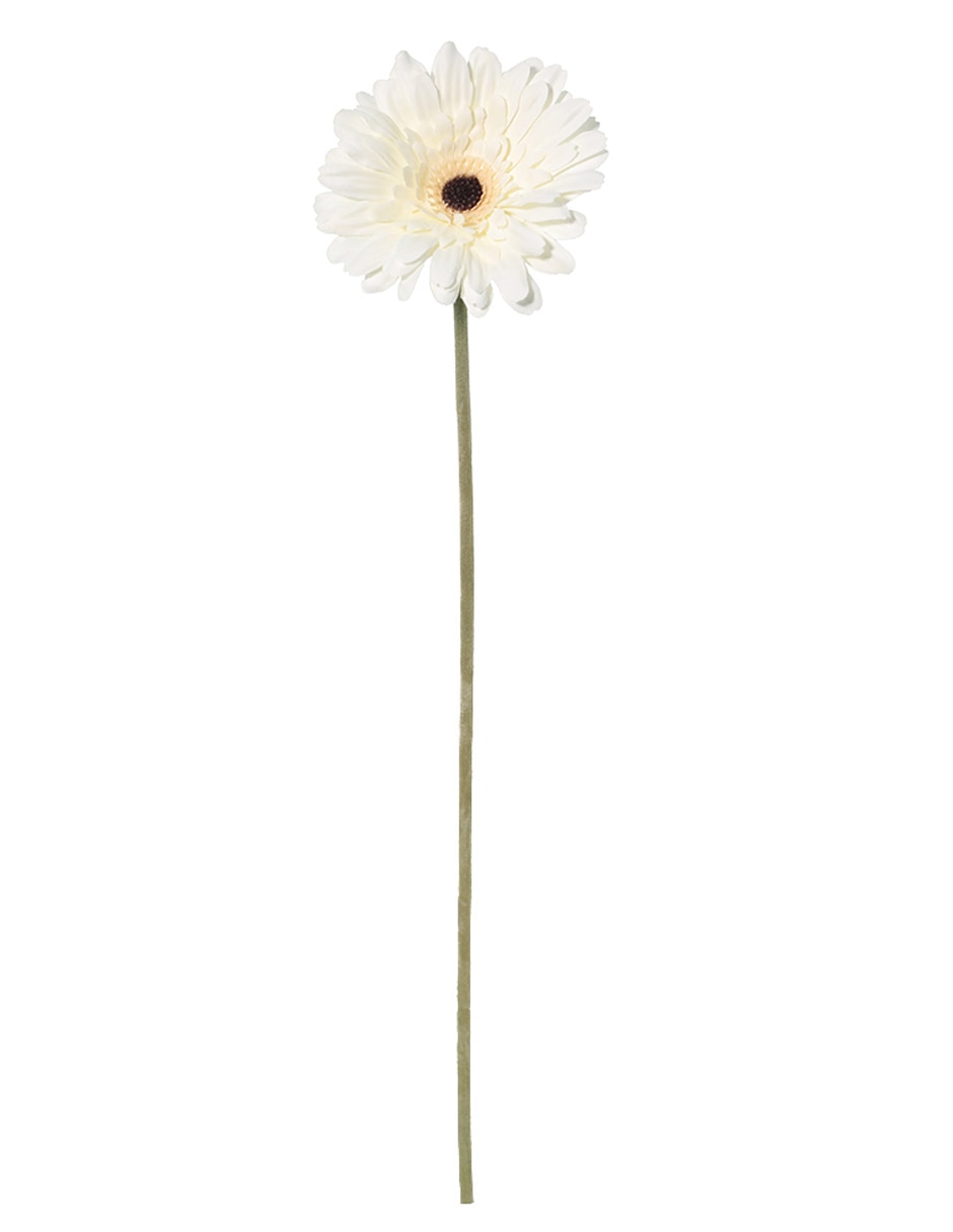 Flor de gerbera