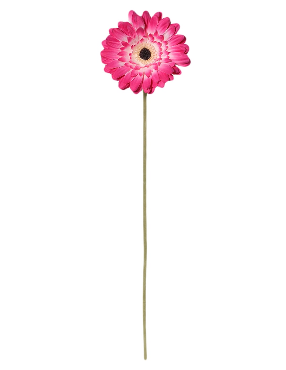 Flor de gerbera