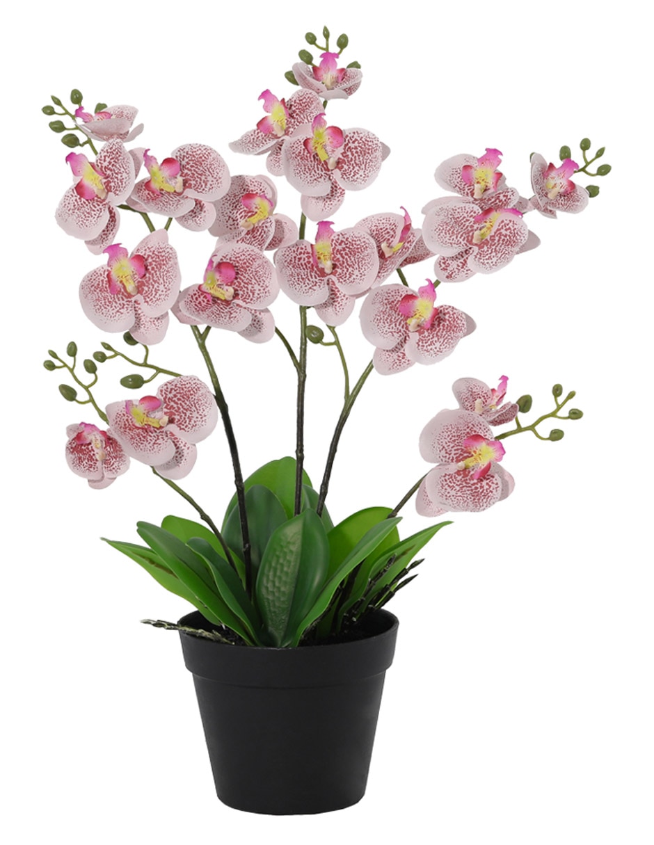 Preelaborado de orquídea Haus