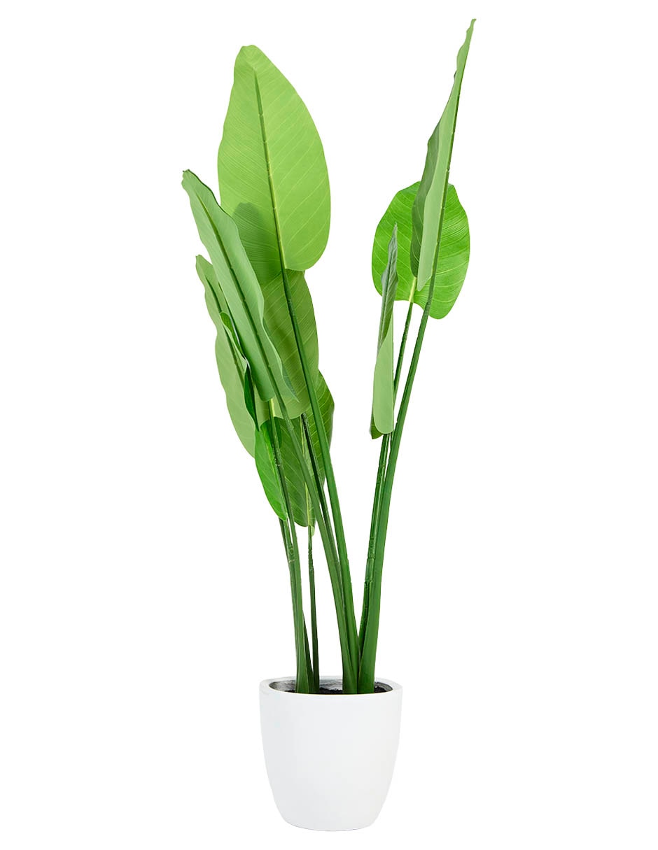 Árbol monstera 145 cm con maceta 2