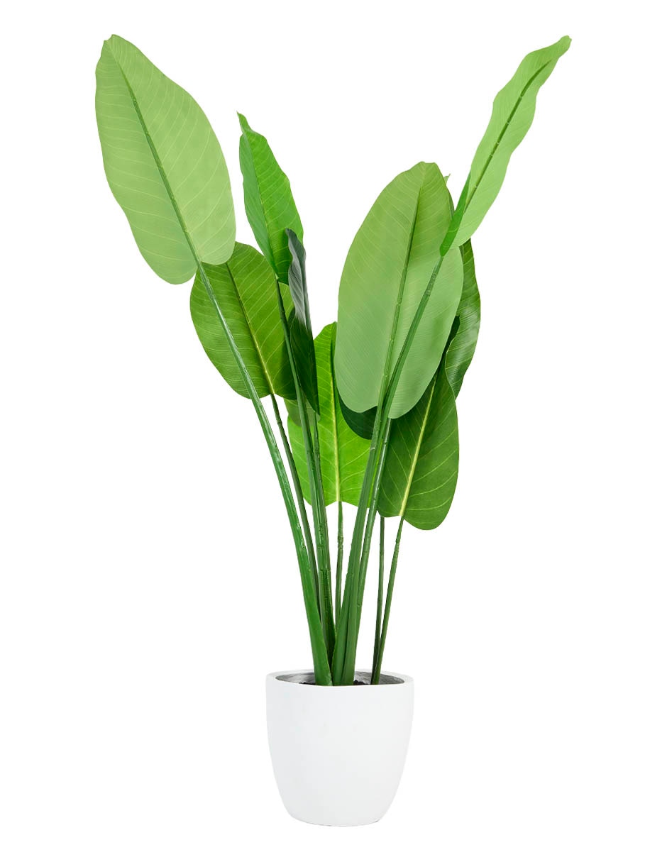 Árbol monstera 145 cm con maceta 3
