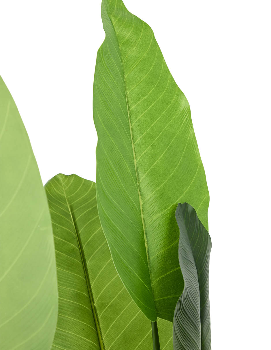 Árbol monstera 145 cm con maceta 4