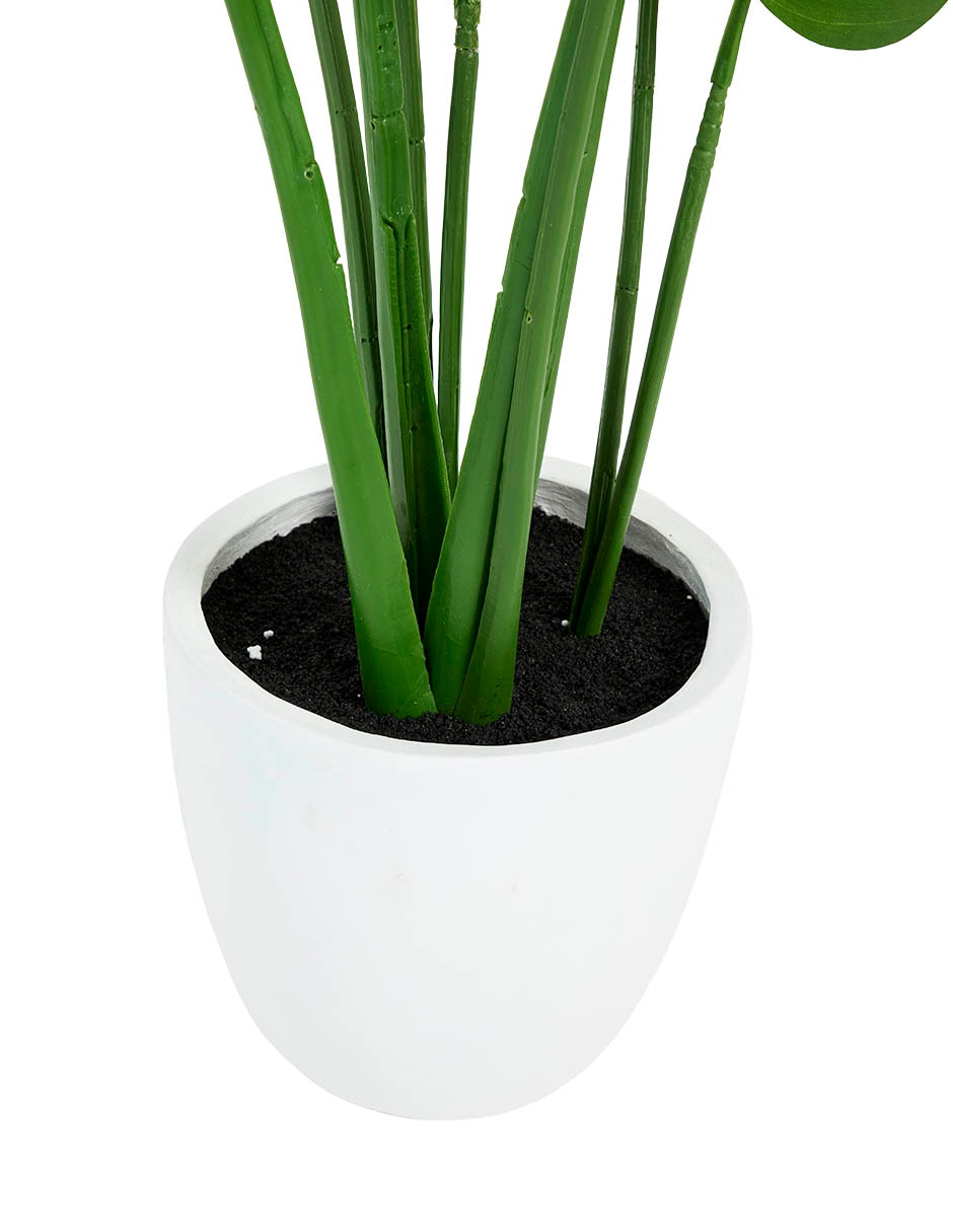 Árbol monstera 145 cm con maceta 5
