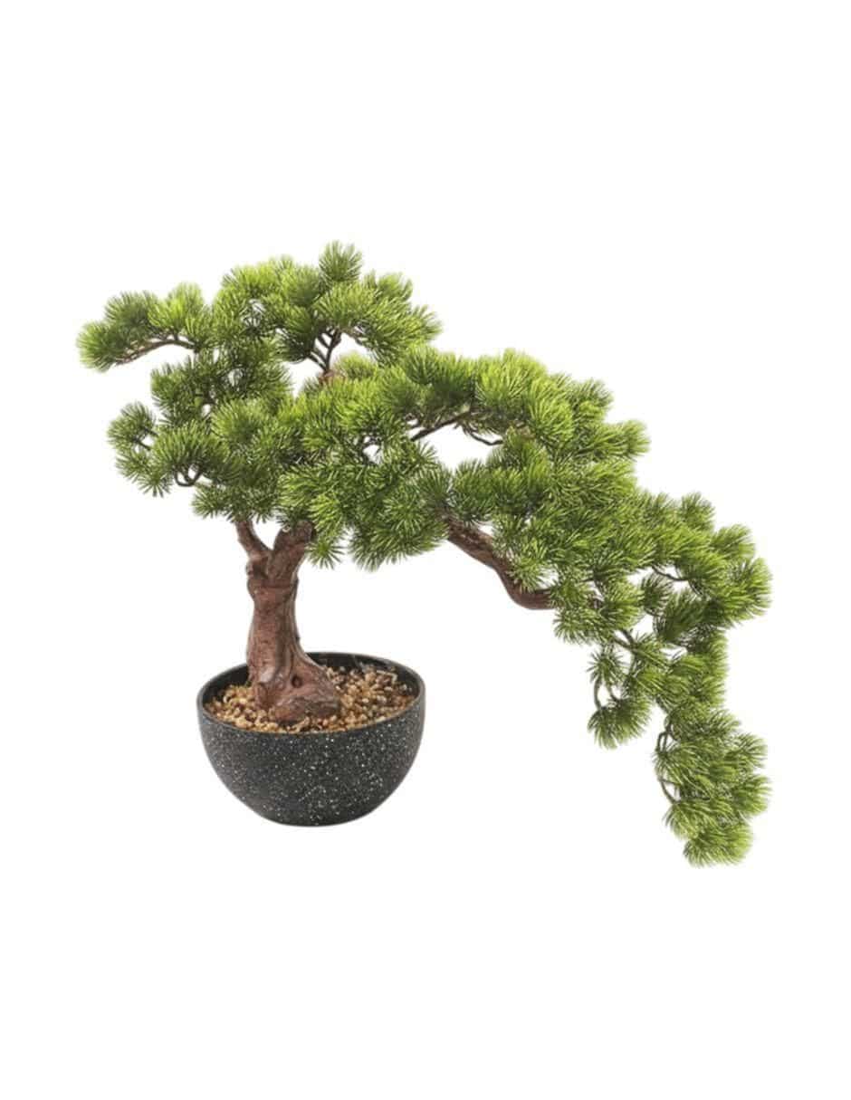 Bonsái bonsai Shizen 50 cm con maceta