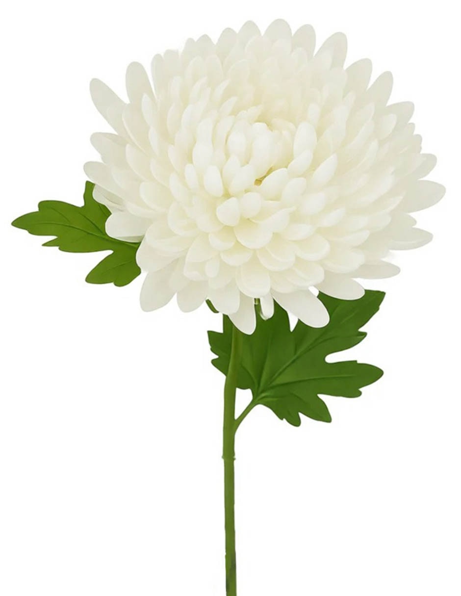 Flor de crisantemo 2