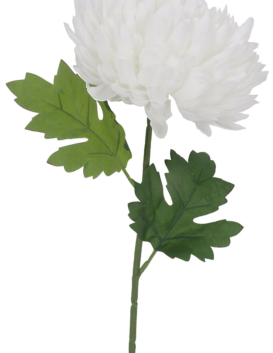 Flor de crisantemo
