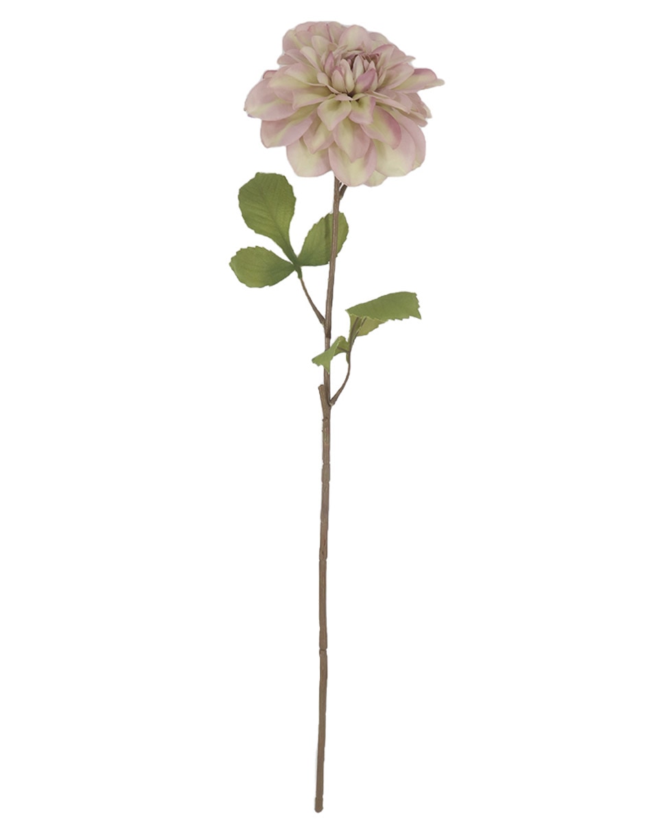 Dalia Dalia