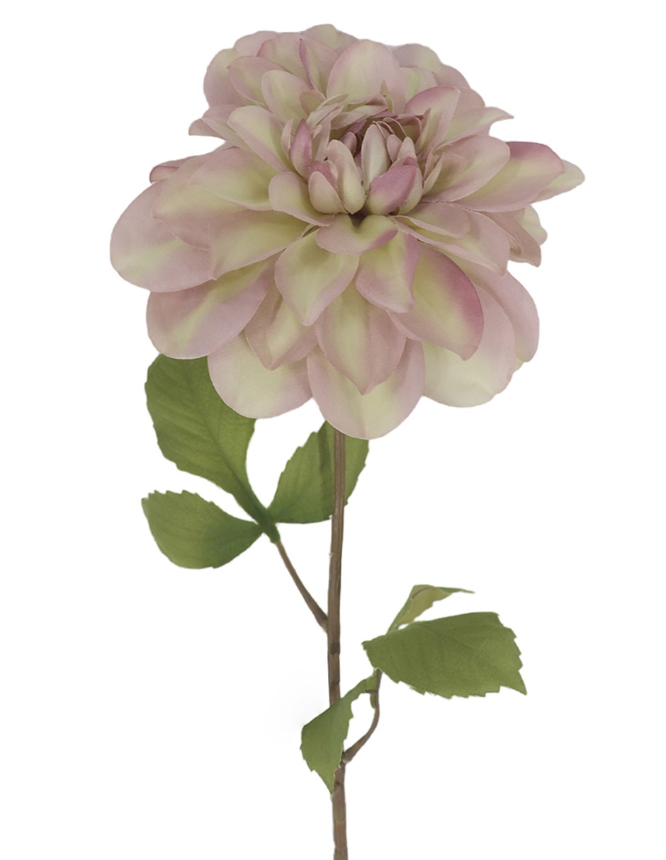 Dalia