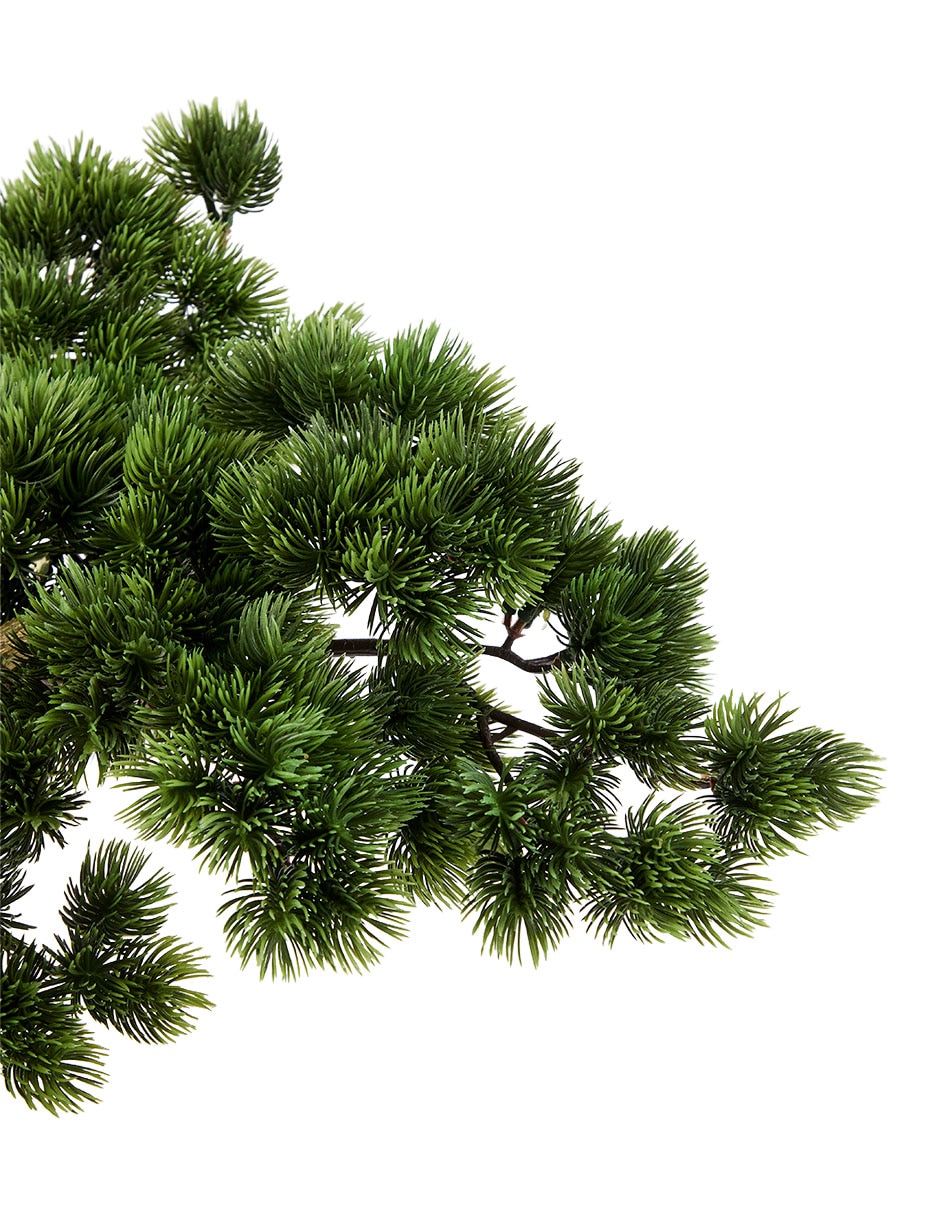 Planta natural 2