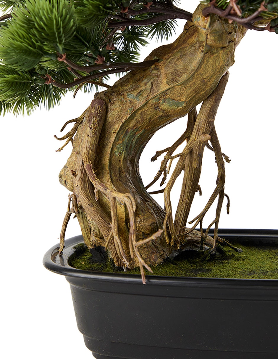 Planta natural 3