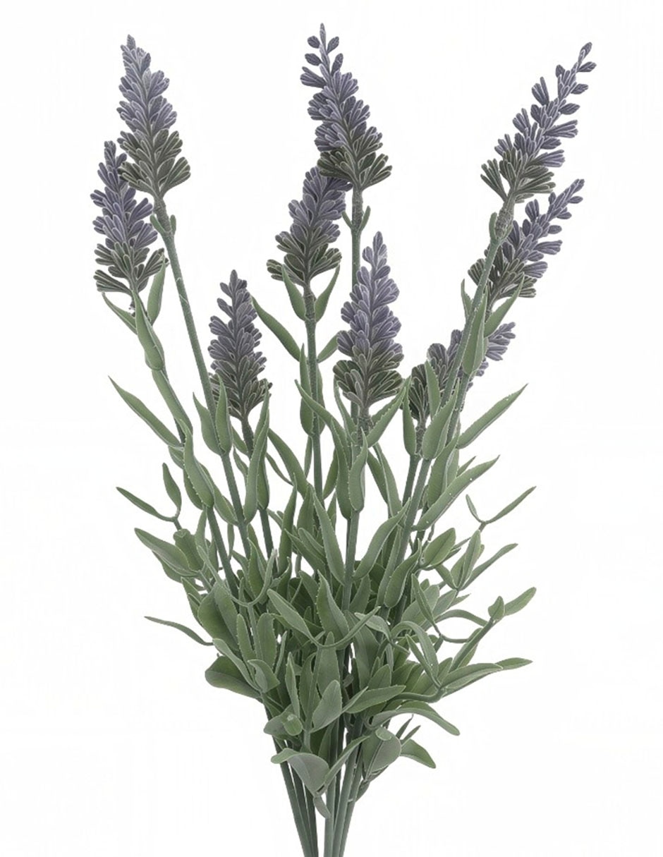 Vara de lavanda 2